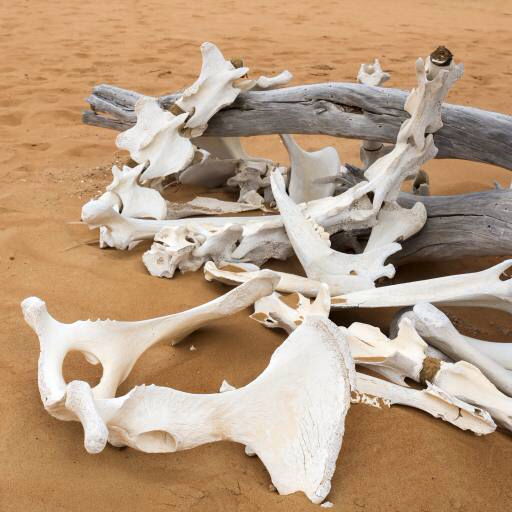 huesos, arena, playa, rama Zwawol