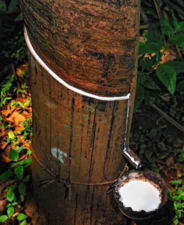 madera, árbol, leche Anatoli Styf - Dreamstime