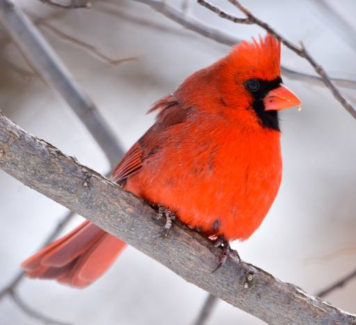 pájaro, rojo, animal, salvaje (Markwatts104)