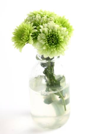 planta, flor, verde, agua, tubo, florero Kerstin Aust - Dreamstime