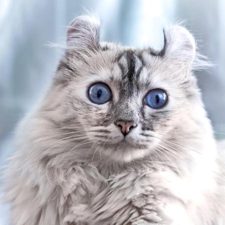 gato, ojos, animal Eugenesergeev - Dreamstime