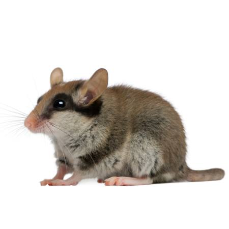 ratón, rata, animal Isselee - Dreamstime