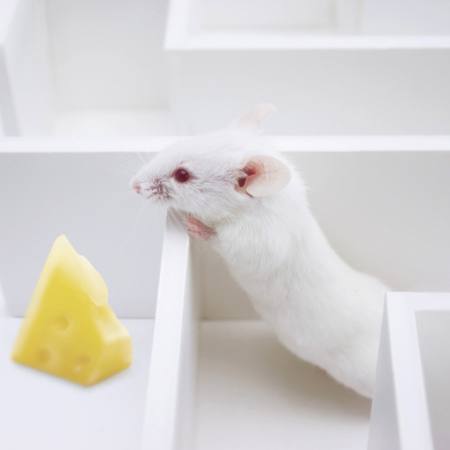 ratón, ratones, queso, laberinto Juan Manuel Ordonez - Dreamstime