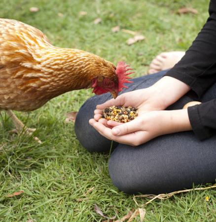 de pollo, las manos, comer, comida, hierba, verde Gillian08 - Dreamstime