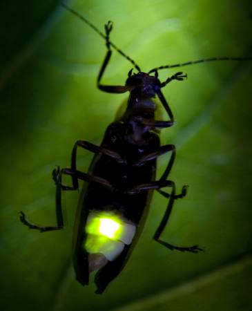 insecto, animal, salvaje, fauna, pequeño, hoja, verde Fireflyphoto - Dreamstime