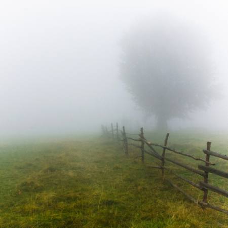 niebla, campo, árbol, cerca, verde, hierba Andrei Calangiu - Dreamstime
