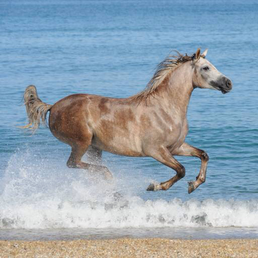 caballo, agua, mar, playa, animal Regatafly