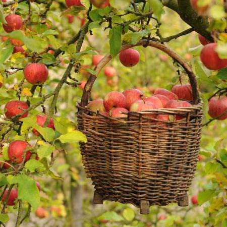 las manzanas, cesta, árbol Petr  Cihak - Dreamstime