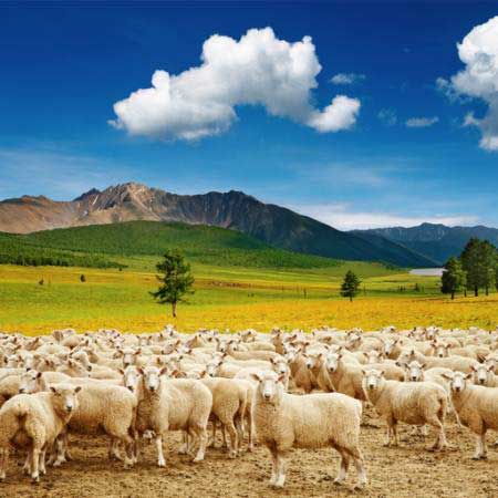 ovejas, naturaleza, montaña, cielo, nube, rebaño Dmitry Pichugin - Dreamstime