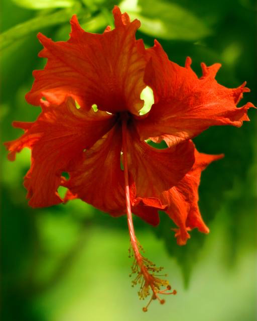de flores, rojo, verde, flores, hojas, hojas Tatiana Belova (Genlady)