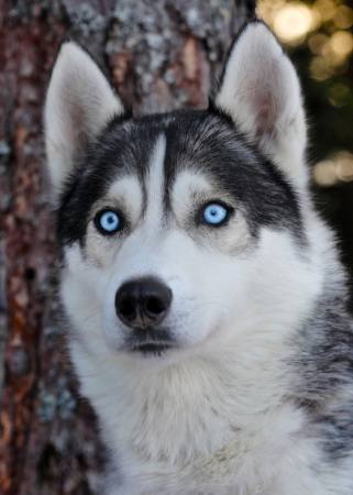 perro, ojos, azul, animal Mikael Damkier - Dreamstime