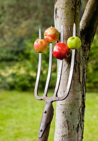 manzanas, tenedor, árbol Krzysztof Drygalski - Dreamstime