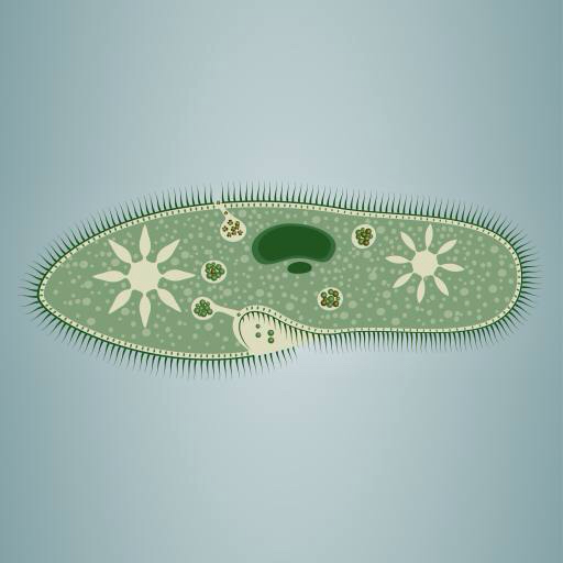 la huella, algas, verde, estrella, microscópico, el tejido Vladimir Zadvinskii (Vladimiraz)