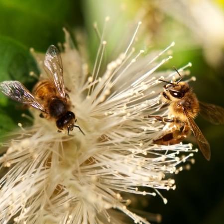 abejas, naturaleza, abeja, polen, flor Sheryl Caston - Dreamstime