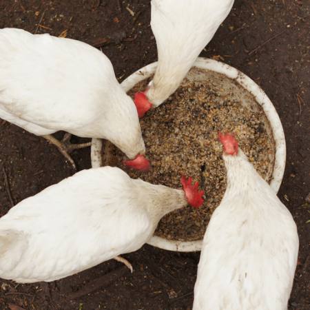 pollos, comer, comida, tazón, blanco, grano, trigo Alexei Poselenov - Dreamstime