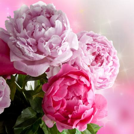 flor, flores, jardín, rosa Piccia Neri - Dreamstime