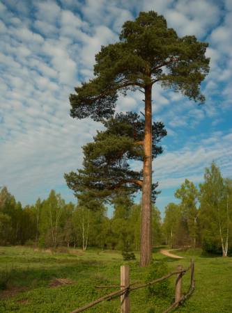 árbol, jardín, campo, naturaleza, cerca, camino, verde Konstantin Gushcha - Dreamstime