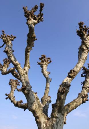 árbol, naturaleza, árboles, cielo Bernhard Richter - Dreamstime