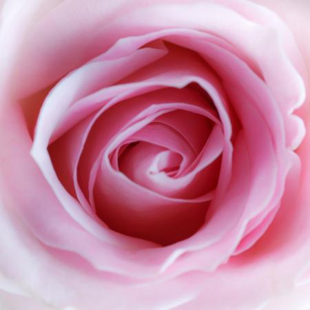 de flores, de color rosa Misterlez - Dreamstime