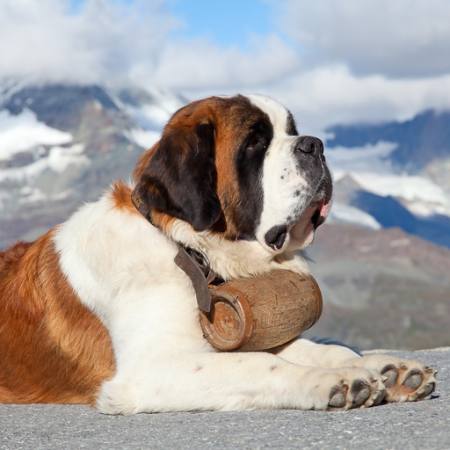 perro, barril, montaña Swisshippo - Dreamstime