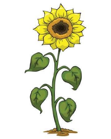 de color amarillo, crecer, flor, verde, planta Dedmazay - Dreamstime