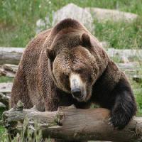 Pixwords La imagen con oso, animal, salvaje Richard Parsons - Dreamstime