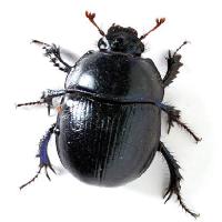 Pixwords La imagen con insectos, negro, alas, las especies Vladvitek - Dreamstime