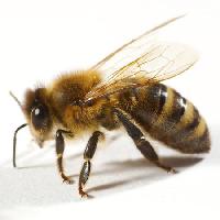 Pixwords La imagen con abeja, mosca, miel Tomo Jesenicnik - Dreamstime