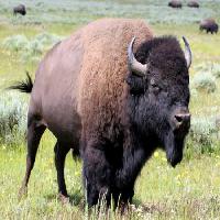 Pixwords La imagen con bisonte, animal, verde, el búfalo, el campamento Alptraum - Dreamstime