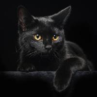 Pixwords La imagen con del gato, animal Svetlana Petrova - Dreamstime