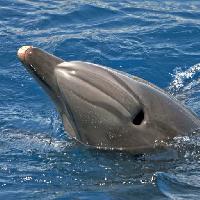 mar, animal, delfín, ballena Avslt71