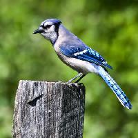 pájaro, árbol, tronco, azul Wendy Slocum - Dreamstime