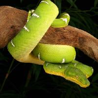 serpiente, salvaje, fauna, rama, verde Johnbell - Dreamstime