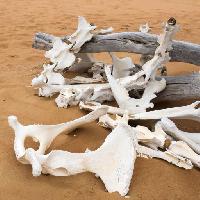 Pixwords La imagen con huesos, arena, playa, rama Zwawol