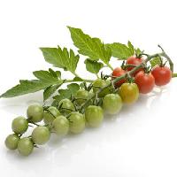 Pixwords La imagen con las frutas, las verduras, los tomates, tomate, verde, rojo, hojas, comida Svetlana Foote (Saddako123)