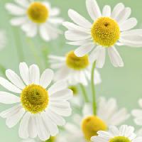 Pixwords La imagen con flores, flor, blanco, amarillo Italianestro - Dreamstime