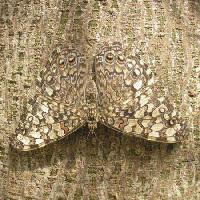 Pixwords La imagen con mariposa, insecto, árbol, corteza Wilm Ihlenfeld - Dreamstime