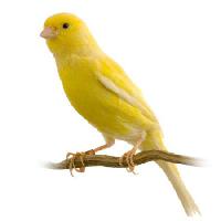 Pixwords La imagen con pájaro, amarillo Isselee - Dreamstime