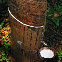 Pixwords La imagen con madera, árbol, leche Anatoli Styf - Dreamstime