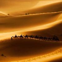 Pixwords La imagen con de arena, desierto, camellos, la naturaleza Rcaucino