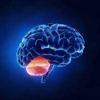 del cerebro, cerebelo, la cabeza humana, el cerebro Woodooart
