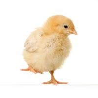 Pixwords La imagen con de pollo, animal, huevo, amarillo Isselee - Dreamstime
