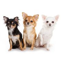 Pixwords La imagen con perros, perro, tres, animal, animales Anna Utekhina - Dreamstime
