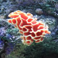 Pixwords La imagen con de agua, coral, flotador, flotación, rojo, esponja Sunju1004 - Dreamstime
