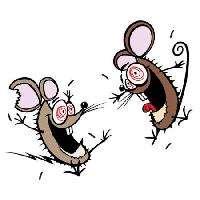 de ratón, ratones, insano, felices, dos Donald Purcell - Dreamstime
