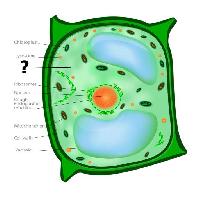 célula, celular, verde, naranja, cloroplasto, núcleos, vacuola Designua