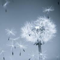Pixwords La imagen con de la flor, mosca, azul, cielo, semillas Mouton1980 - Dreamstime