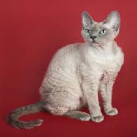 Pixwords La imagen con del gato, animal Marta Holka - Dreamstime