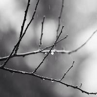 Pixwords La imagen con rama, árbol, negro, blanco, lluvia, agua Mtoumbev