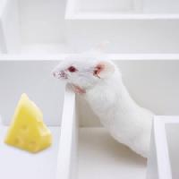 Pixwords La imagen con ratón, ratones, queso, laberinto Juan Manuel Ordonez - Dreamstime